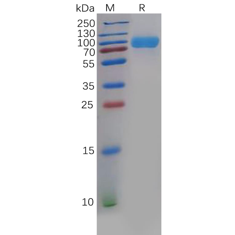 SDS-PAGE - Recombinant Human CD276 Protein (Fc Chimera 6xHis Tag) (A318396) - Antibodies.com
