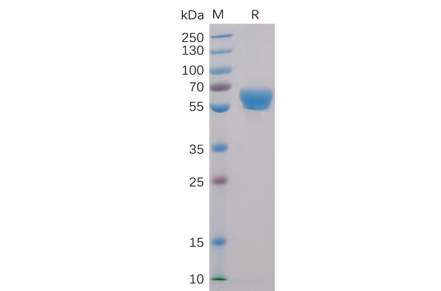 SDS-PAGE - Recombinant Human CD137 Protein (Fc Chimera 6xHis Tag) (A318397) - Antibodies.com