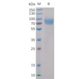 SDS-PAGE - Recombinant Human 2B4 Protein (Fc Chimera 6xHis Tag) (A318398) - Antibodies.com