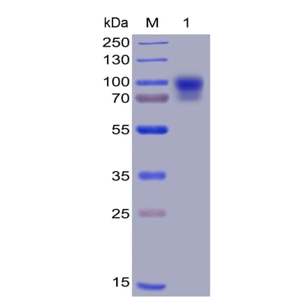 SDS-PAGE - Recombinant Human SIRP alpha Protein (Fc Chimera 6xHis Tag) (A318399) - Antibodies.com