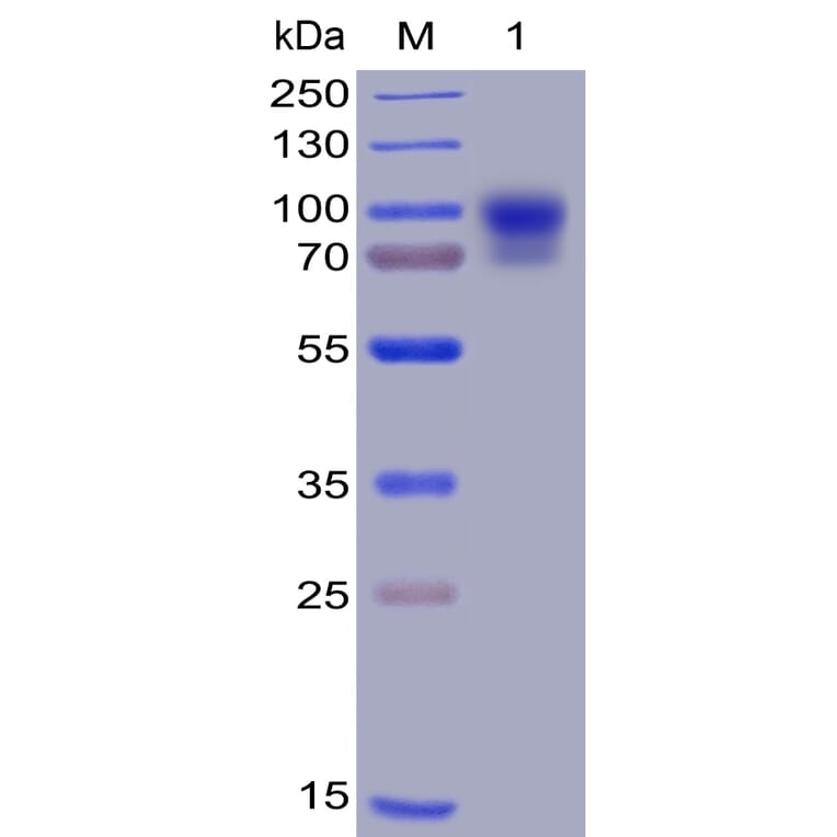 SDS-PAGE - Recombinant Human SIRP alpha Protein (Fc Chimera 6xHis Tag) (A318399) - Antibodies.com