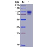 SDS-PAGE - Recombinant Human SIRP alpha Protein (Fc Chimera 6xHis Tag) (A318399) - Antibodies.com