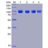 Western Blot - Recombinant Human SIRP alpha Protein (Fc Chimera 6xHis Tag) (A318399) - Antibodies.com