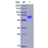 SDS-PAGE - Recombinant Human CD47 Protein (Fc Chimera 6xHis Tag) (A318400) - Antibodies.com