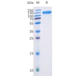 SDS-PAGE - Recombinant Human Flt3/CD135 Protein (Fc Chimera 6xHis Tag) (A318401) - Antibodies.com