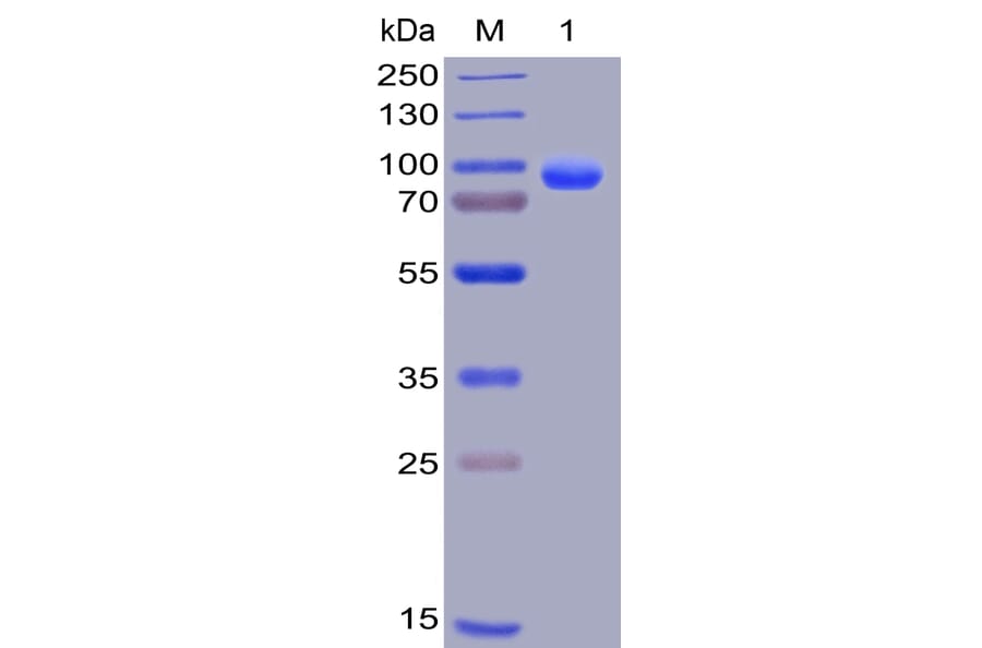 SDS-PAGE - Recombinant Human Syndecan-1 Protein (Fc Chimera 6xHis Tag) (A318402) - Antibodies.com