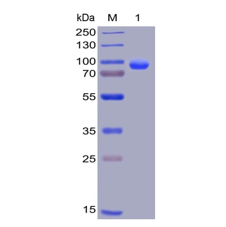 SDS-PAGE - Recombinant Human Syndecan-1 Protein (Fc Chimera 6xHis Tag) (A318402) - Antibodies.com