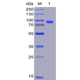 SDS-PAGE - Recombinant Human Syndecan-1 Protein (Fc Chimera 6xHis Tag) (A318402) - Antibodies.com