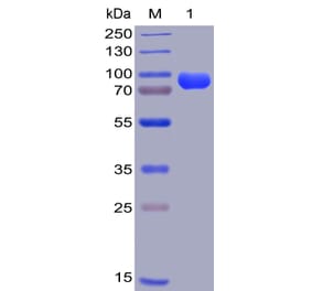 SDS-PAGE - Recombinant Human CD38 Protein (Fc Chimera 6xHis Tag) (A318404) - Antibodies.com