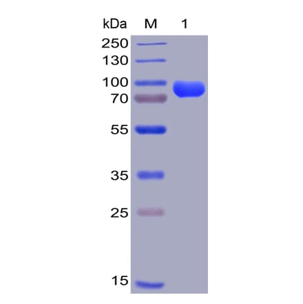 SDS-PAGE - Recombinant Human CD38 Protein (Fc Chimera 6xHis Tag) (A318404) - Antibodies.com
