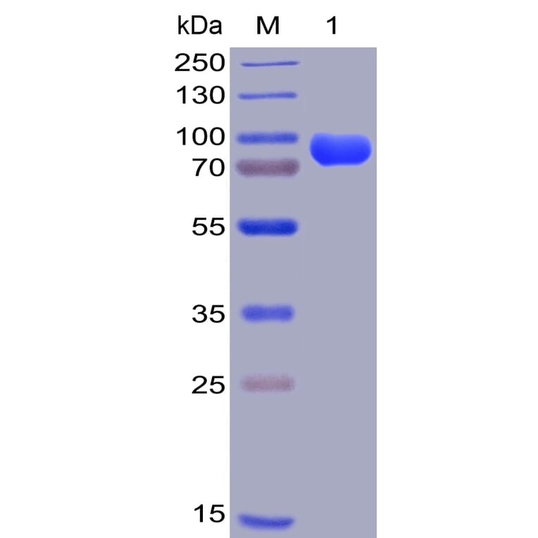 SDS-PAGE - Recombinant Human CD38 Protein (Fc Chimera 6xHis Tag) (A318404) - Antibodies.com