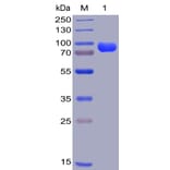 SDS-PAGE - Recombinant Human CD38 Protein (Fc Chimera 6xHis Tag) (A318404) - Antibodies.com