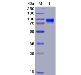 SDS-PAGE - Recombinant Human IL3RA/CD123 Protein (Fc Chimera 6xHis Tag) (A318405) - Antibodies.com