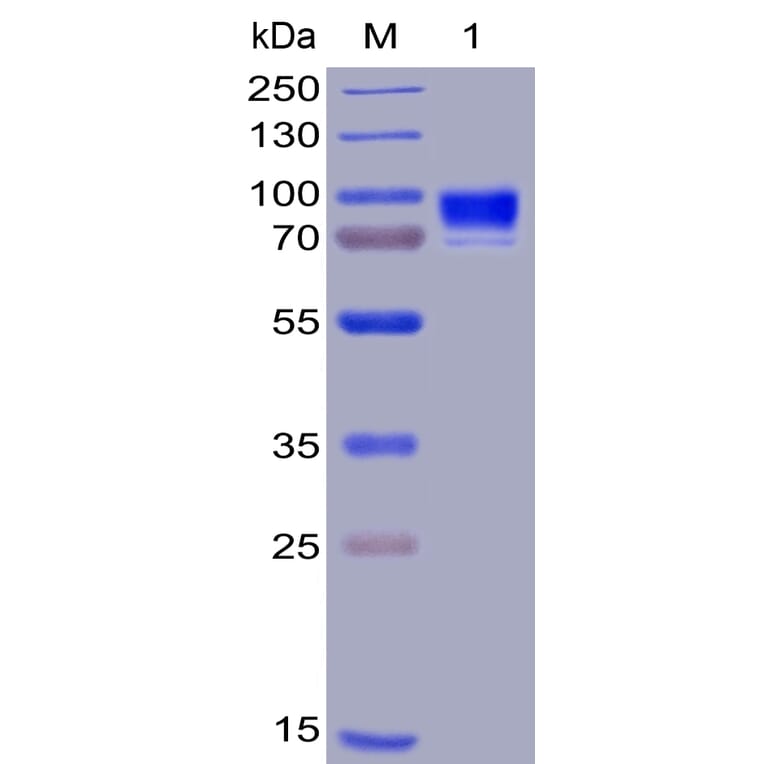 SDS-PAGE - Recombinant Human IL3RA/CD123 Protein (Fc Chimera 6xHis Tag) (A318405) - Antibodies.com