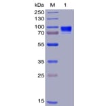 SDS-PAGE - Recombinant Human IL3RA/CD123 Protein (Fc Chimera 6xHis Tag) (A318405) - Antibodies.com