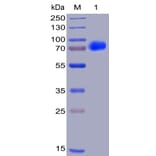 SDS-PAGE - Recombinant Human SLAMF7/CS1 Protein (Fc Chimera 6xHis Tag) (A318406) - Antibodies.com