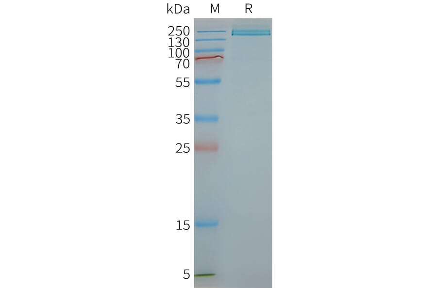 SDS-PAGE - Synthetic Nanodisc Human PLA2R Protein (A318409) - Antibodies.com