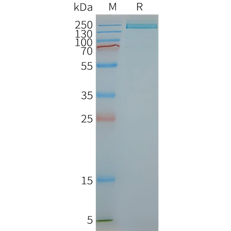 SDS-PAGE - Synthetic Nanodisc Human PLA2R Protein (A318409) - Antibodies.com