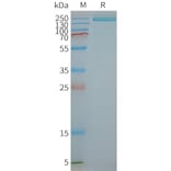 SDS-PAGE - Synthetic Nanodisc Human PLA2R Protein (A318409) - Antibodies.com