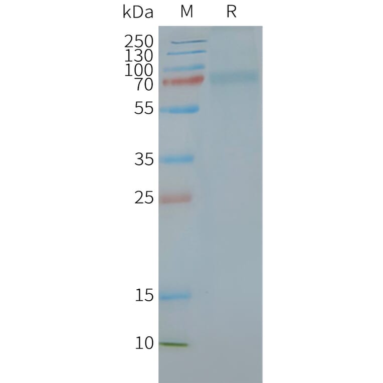 SDS-PAGE - Synthetic Nanodisc Human CRLR Protein (A318411) - Antibodies.com