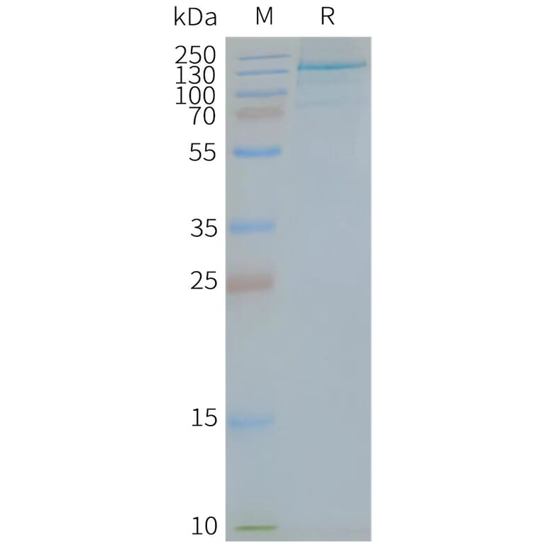 SDS-PAGE - Synthetic Nanodisc Human TLR7 Protein (A318412) - Antibodies.com