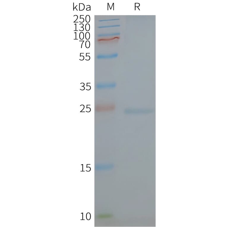 SDS-PAGE - Synthetic Nanodisc Human Caveolin 1 Protein (A318414) - Antibodies.com
