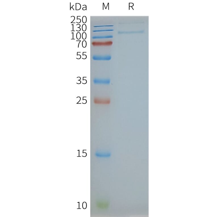 SDS-PAGE - Synthetic Nanodisc Human TLR4 Protein (A318415) - Antibodies.com