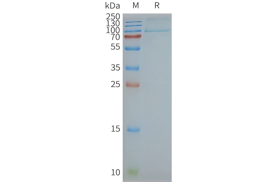 SDS-PAGE - Synthetic Nanodisc Human TLR2 Protein (A318416) - Antibodies.com