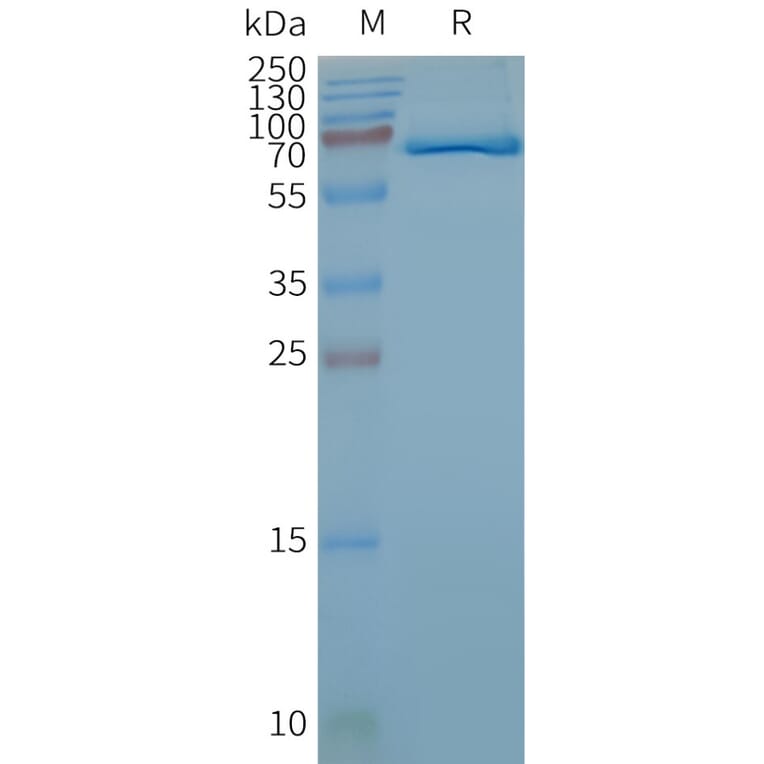 SDS-PAGE - Synthetic Nanodisc Human Frizzled 4 Protein (A318417) - Antibodies.com