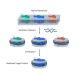 Synthetic Nanodisc Human Cannabinoid Receptor II Protein (A318418) - Antibodies.com