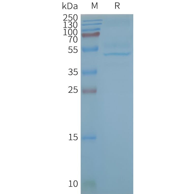 SDS-PAGE - Synthetic Nanodisc Human Cannabinoid Receptor II Protein (A318418) - Antibodies.com