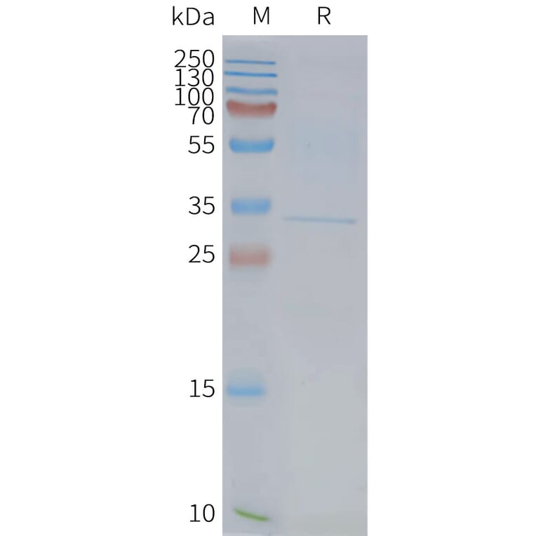 SDS-PAGE - Synthetic Nanodisc Human GPCR GPR40 Protein (A318419) - Antibodies.com