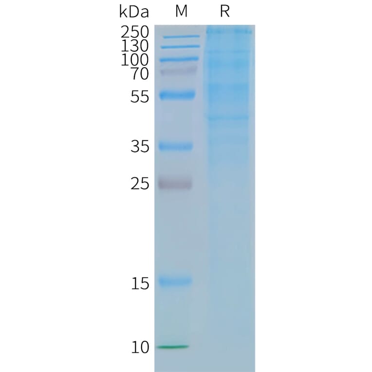 SDS-PAGE - Synthetic Nanodisc Human GLP-1R Protein (A318420) - Antibodies.com