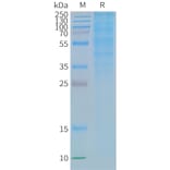 SDS-PAGE - Synthetic Nanodisc Human GLP-1R Protein (A318420) - Antibodies.com