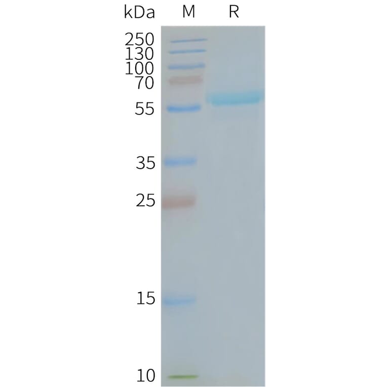 SDS-PAGE - Synthetic Nanodisc Human TMEM180 Protein (A318421) - Antibodies.com