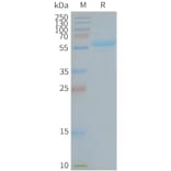 SDS-PAGE - Synthetic Nanodisc Human TMEM180 Protein (A318421) - Antibodies.com