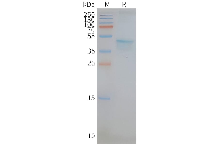 SDS-PAGE - Synthetic Nanodisc Human CCR5 Protein (A318422) - Antibodies.com