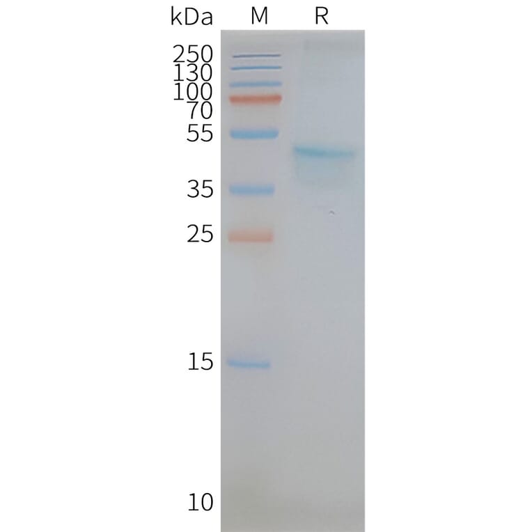 SDS-PAGE - Synthetic Nanodisc Human CCR5 Protein (A318422) - Antibodies.com
