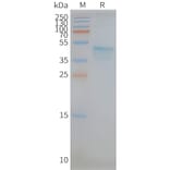 SDS-PAGE - Synthetic Nanodisc Human CCR5 Protein (A318422) - Antibodies.com