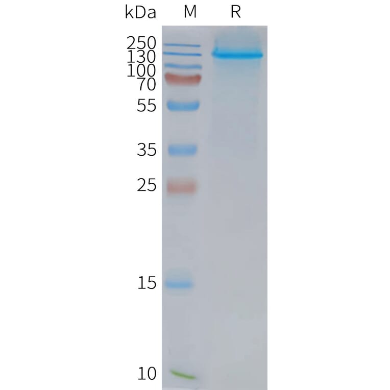SDS-PAGE - Synthetic Nanodisc Human Niemann Pick C1 Like 1/NPC1L1 Protein (A318423) - Antibodies.com
