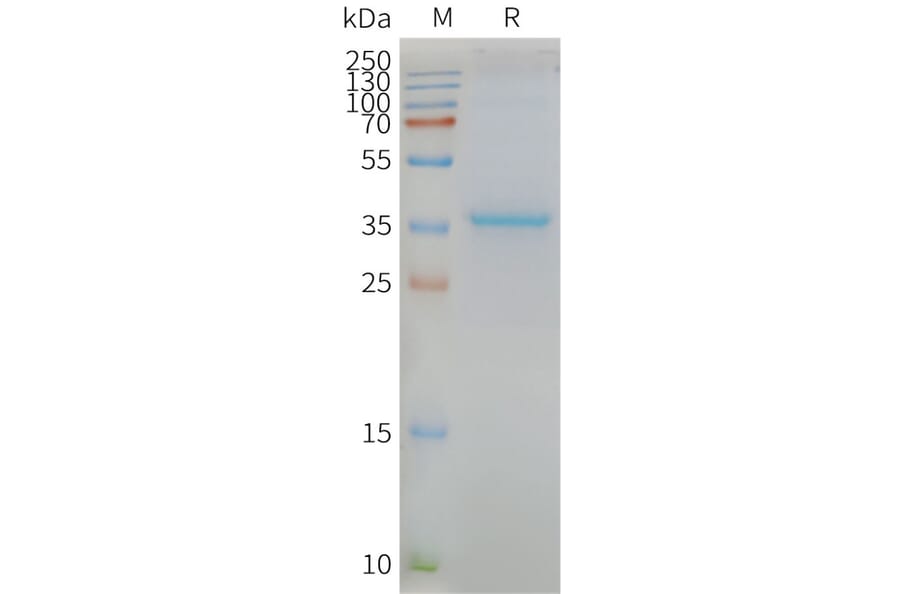 SDS-PAGE - Synthetic Nanodisc Human MLC1 Protein (A318424) - Antibodies.com