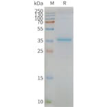 SDS-PAGE - Synthetic Nanodisc Human MLC1 Protein (A318424) - Antibodies.com