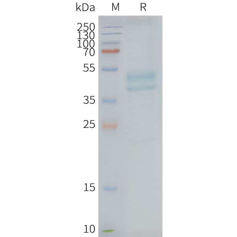 SDS-PAGE - Synthetic Nanodisc Human C5a-R Protein (A318425) - Antibodies.com