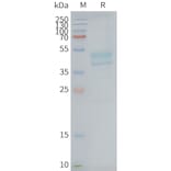 SDS-PAGE - Synthetic Nanodisc Human C5a-R Protein (A318425) - Antibodies.com