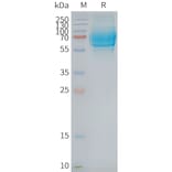 SDS-PAGE - Synthetic Nanodisc Human Glucagon Receptor Protein (A318426) - Antibodies.com