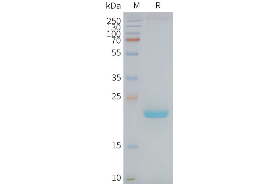 SDS-PAGE - Synthetic Nanodisc Human Claudin 4 Protein (A318427) - Antibodies.com