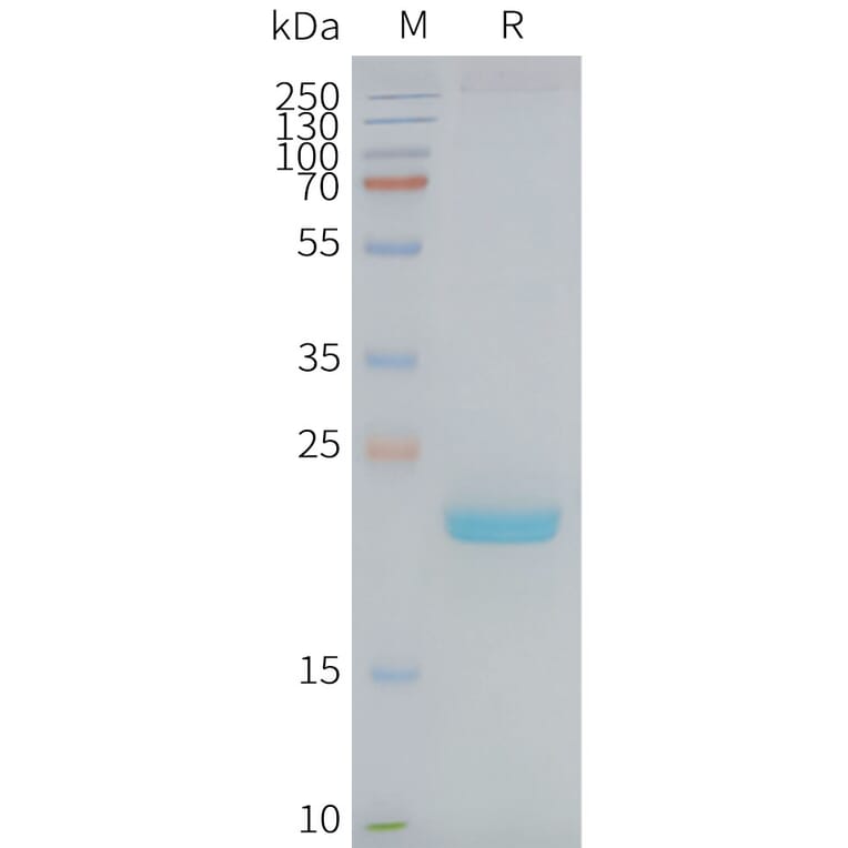 SDS-PAGE - Synthetic Nanodisc Human Claudin 4 Protein (A318427) - Antibodies.com