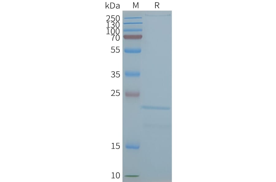 SDS-PAGE - Synthetic Nanodisc Human Claudin 2 Protein (A318428) - Antibodies.com