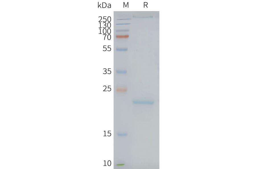 SDS-PAGE - Synthetic Nanodisc Human Claudin 9 Protein (A318429) - Antibodies.com