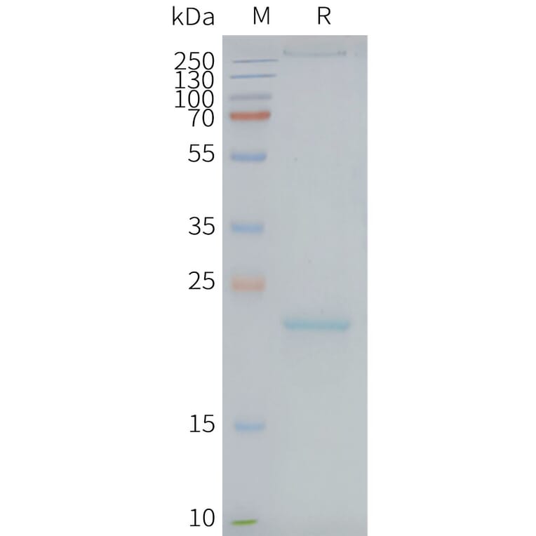 SDS-PAGE - Synthetic Nanodisc Human Claudin 9 Protein (A318429) - Antibodies.com